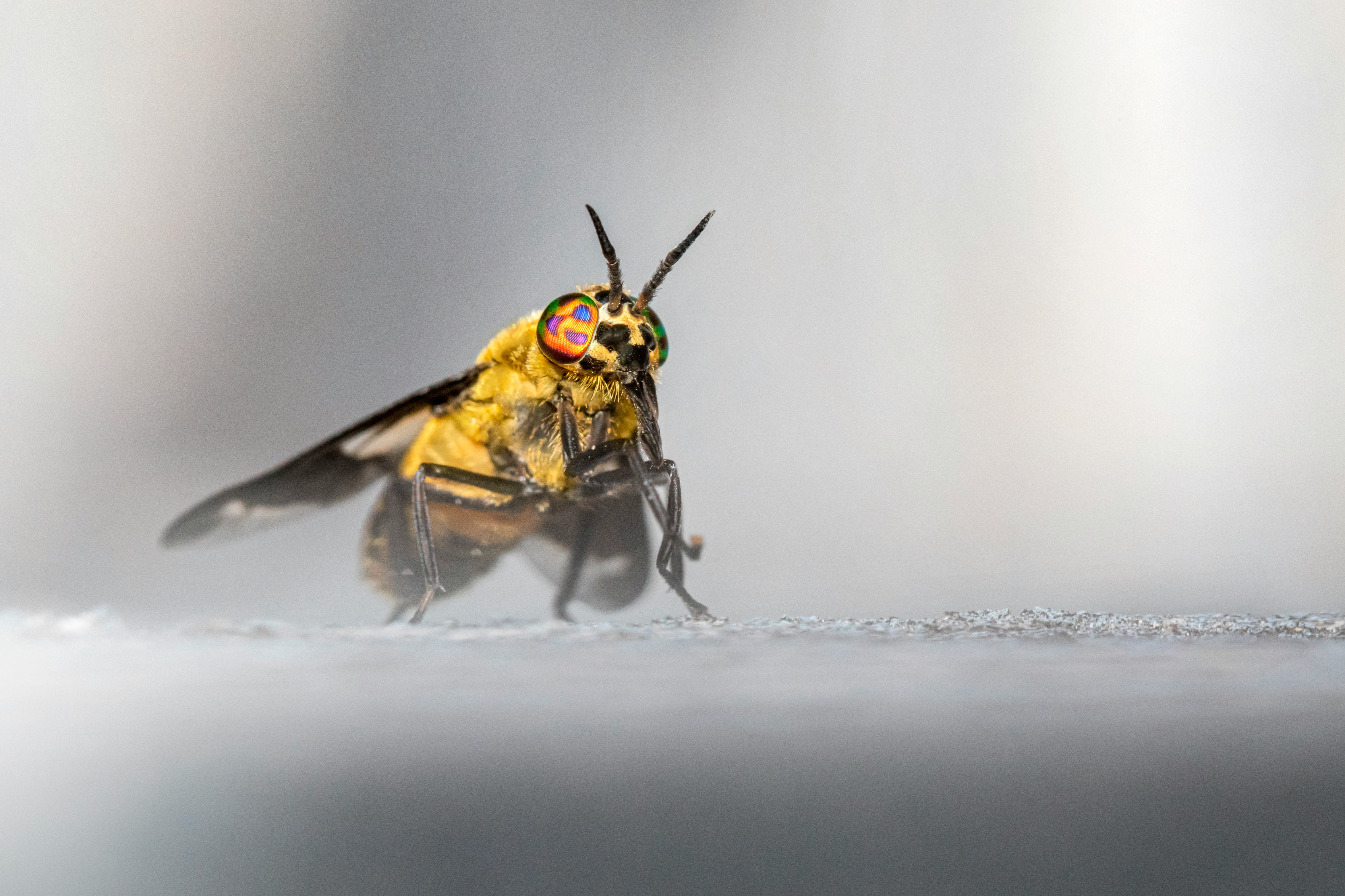 yellow and black bee on white surface